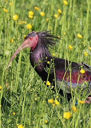 Bild: Waldrapp in einer Wiese