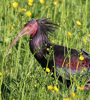 Bild: Waldrapp in einer Wiese