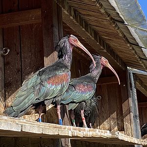 Bild: Waldrappe auf der Burg Burghausen