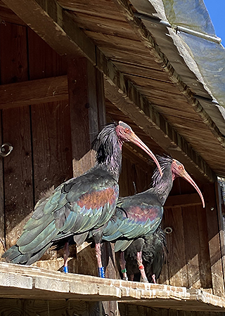 Bild: Waldrappe auf der Burg Burghausen